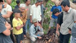 **Misteri Awal Mula Penemuan Kerangka Manusia dalam Pohon Aren di Sumut Terkuak**