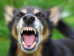 “Petaka Baru di Thailand: Wabah Rabies Meluas di Bangkok, Warga Berada dalam Ancaman!”