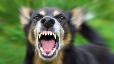 “Petaka Baru di Thailand: Wabah Rabies Meluas di Bangkok, Warga Berada dalam Ancaman!”