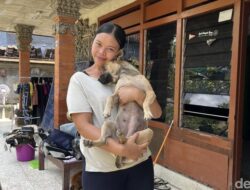 “Moka, Anjing Pahlawan yang Selamatkan Warga dari Banjir Menyeluruh di Denpasar”