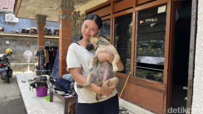 “Moka, Anjing Pahlawan yang Selamatkan Warga dari Banjir Menyeluruh di Denpasar”