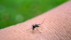 Kenapa Nyamuk Lebih Suka Gigit Orang dengan Golongan Darah O? Fakta Mengejutkan yang Wajib Diketahui