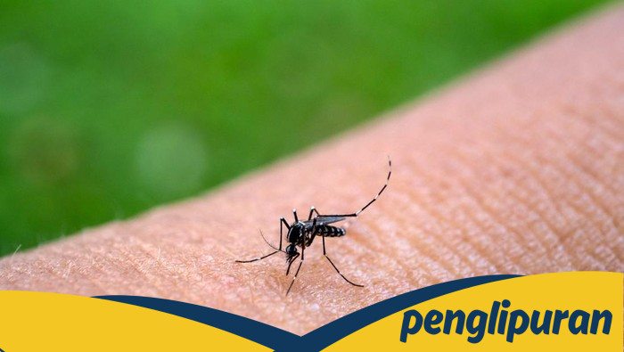 Kenapa Nyamuk Lebih Suka Gigit Orang dengan Golongan Darah O? Fakta Mengejutkan yang Wajib Diketahui