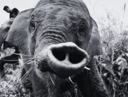 Tragedi Tari: Penyebab Kematian Anak Gajah yang Memprihatinkan di TN Tesso Nilo Terungkap