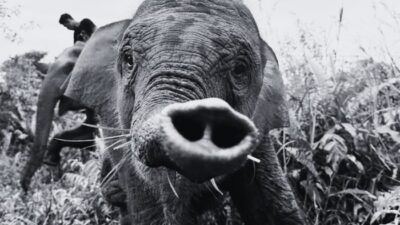 Tragedi Tari: Penyebab Kematian Anak Gajah yang Memprihatinkan di TN Tesso Nilo Terungkap