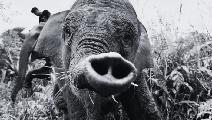 Tragedi Tari: Penyebab Kematian Anak Gajah yang Memprihatinkan di TN Tesso Nilo Terungkap