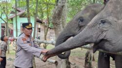 Polda Riau Berperan Kunci dalam Selamatkan Gajah dari Perburuan Liar di PLG Sebanga