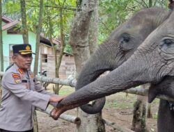 Polda Riau Berperan Kunci dalam Selamatkan Gajah dari Perburuan Liar di PLG Sebanga