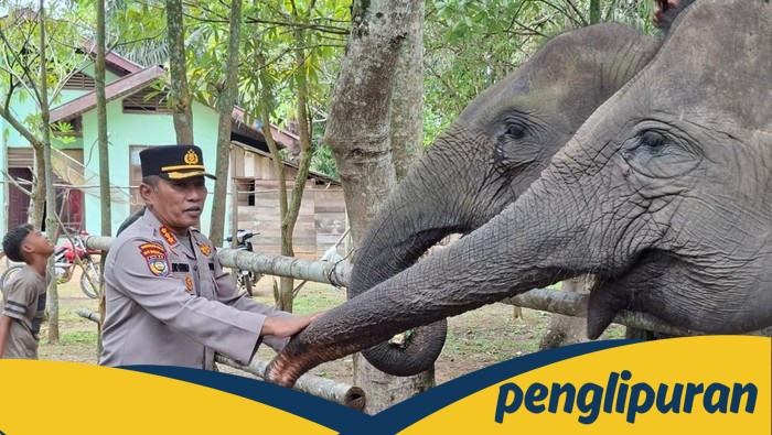 Polda Riau Berperan Kunci dalam Selamatkan Gajah dari Perburuan Liar di PLG Sebanga