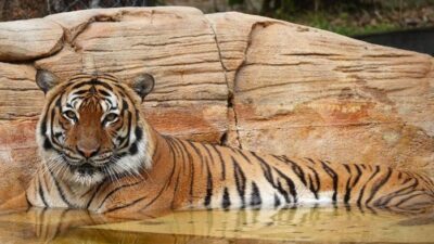 “Harimau Mati dalam Mobil Bikin Publik Malaysia Marah: Tiga Tersangka Ditangkap”