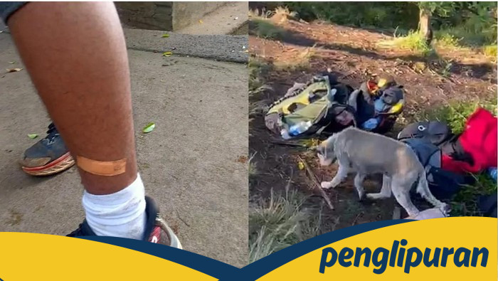 15 Pendaki Gunung di Bali Digigit Anjing Liar, Suntik Anti Rabies Jadi Solusi Darurat!