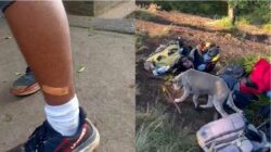 15 Pendaki Gunung di Bali Digigit Anjing Liar, Suntik Anti Rabies Jadi Solusi Darurat!