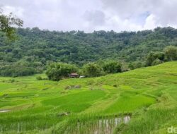 Hari Tani di Tengah Krisis Agraria: Apakah Petani Tetap Diutamakan?