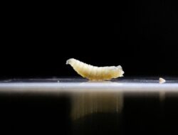 “Belatung Muncul di Menu MBG Siswa OKI, Diduga dari Telur Saus Sambal”