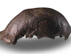 Fosil ‘Manusia Jawa’ dan 30 Ribu Artefak Akhirnya Kembali ke RI dari Belanda.