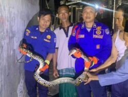 **Subuh-subuh Warga Tapos Depok Digegerkan Kemunculan Sanca 3 Meter**