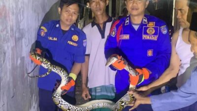 **Subuh-subuh Warga Tapos Depok Digegerkan Kemunculan Sanca 3 Meter**
