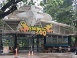 Pemkot Bandung Terancam Tutup Bandung Zoo Akibat Polemik Dualisme Pengelola
