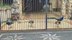 Pemprov Cek Merak Viral di Jaktim: Milik Bamsoet, Termasuk Dilindungi, atau Hak Ibu?