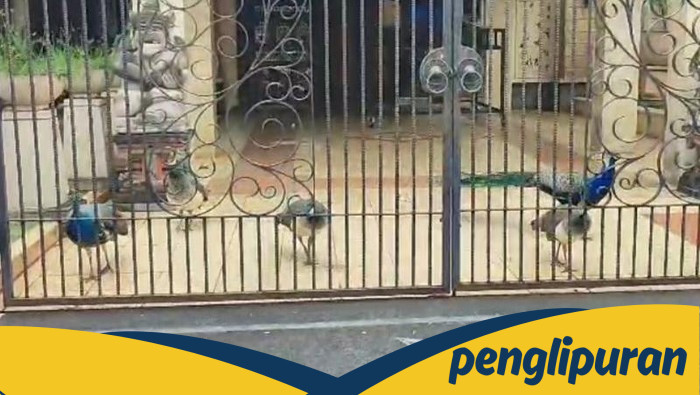 Pemprov Cek Merak Viral di Jaktim: Milik Bamsoet, Termasuk Dilindungi, atau Hak Ibu?