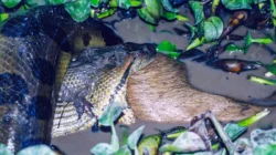 “Spesies Baru Anaconda Raksasa Ditemukan Ilmuwan: Pertanda Perubahan Ekosistem yang Menyebalkan?”