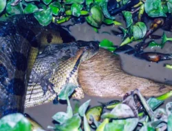 “Spesies Baru Anaconda Raksasa Ditemukan Ilmuwan: Pertanda Perubahan Ekosistem yang Menyebalkan?”