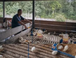 **Rimba Raya Jaga Kelestarian Hutan lewat Peternakan Ayam, Ini Faktanya!**