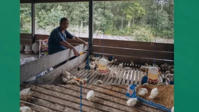**Rimba Raya Jaga Kelestarian Hutan lewat Peternakan Ayam, Ini Faktanya!**