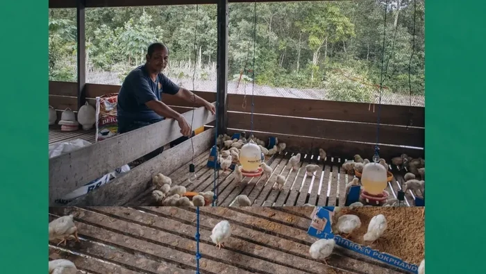 **Rimba Raya Jaga Kelestarian Hutan lewat Peternakan Ayam, Ini Faktanya!**