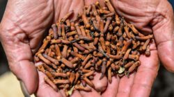 Cengkeh Indonesia Terancam: FDA Temukan Radioaktif Cs-137, Sumber Kontaminasi Apakah Ini?