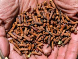 Cengkeh Indonesia Terancam: FDA Temukan Radioaktif Cs-137, Sumber Kontaminasi Apakah Ini?