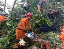 **Pohon 15 Meter Tumbang, Jalan di Paledang Bogor Terpotong!**