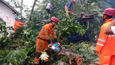**Pohon 15 Meter Tumbang, Jalan di Paledang Bogor Terpotong!**