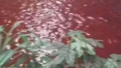 Air Kali di Serpong Berwarna Merah, Pemkot Tangsel Cek Penyebabnya – Update 1