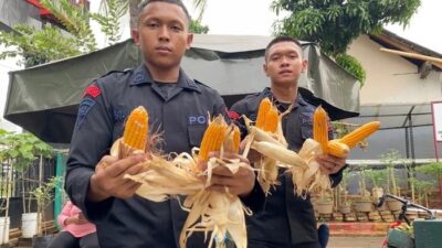 **Brimob Bersatu Dukung Ketahanan Pangan, Panen Jagung Bareng Warga di Metro Jaya**