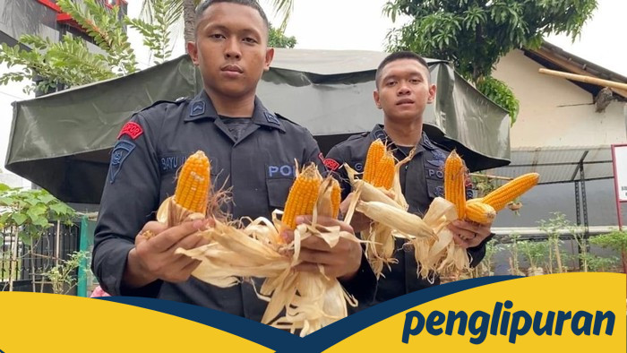 **Brimob Bersatu Dukung Ketahanan Pangan, Panen Jagung Bareng Warga di Metro Jaya**