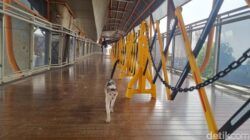 “Skywalk Kebayoran Bersih-bersih dari Kotoran Kucing: Solusi atau Masalah Baru?”