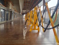 “Skywalk Kebayoran Bersih-bersih dari Kotoran Kucing: Solusi atau Masalah Baru?”