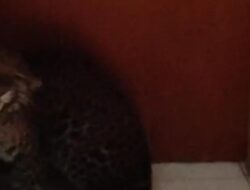 “Dugaan Awal soal Asal Macan Tutul yang Masuk Hotel di Kota Bandung: Misteri Evakuasi di tengah Kecamatan Sukasari”