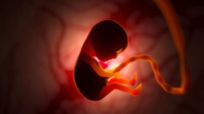 “Terobosan Medis! Ilmuwan AS Ciptakan Embrio Bayi dari Sel Kulit Manusia: Transformasi Medis yang Mengubah Masa Depan Kehamilan”