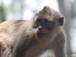 **Viral! Kawanan Monyet Liar Masuk Permukiman Tangsel, Damkar Turun Tangan**