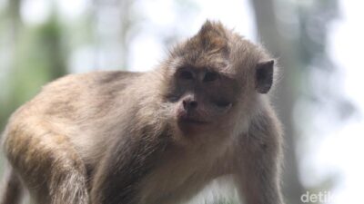 **Viral! Kawanan Monyet Liar Masuk Permukiman Tangsel, Damkar Turun Tangan**