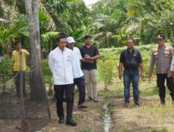 **Revitalisasi Pertanian: Setengah Hektare Lahan di 2 Desa Rokan Hulu Siap Ditanami Jagung**