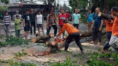 **Pohon Tumbang Hancurkan Lalin di Limo Depok, Petugas Berjuang Membebaskan Jalan**