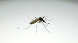 Brasil Rilis ‘Pabrik Nyamuk’ Wolbachia, Produksi 190 Juta Nyamuk per Minggu untuk Cegah DBD