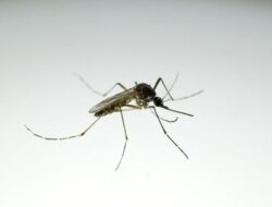 Brasil Rilis ‘Pabrik Nyamuk’ Wolbachia, Produksi 190 Juta Nyamuk per Minggu untuk Cegah DBD