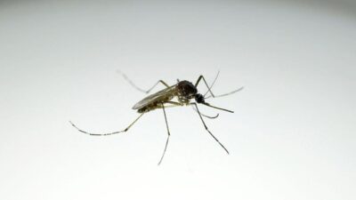Brasil Rilis ‘Pabrik Nyamuk’ Wolbachia, Produksi 190 Juta Nyamuk per Minggu untuk Cegah DBD