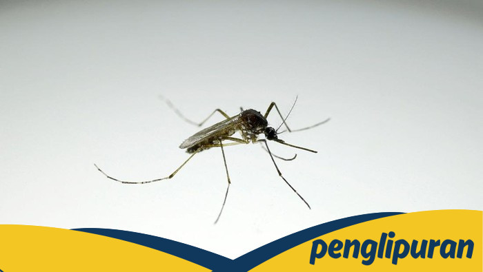Brasil Rilis 'Pabrik Nyamuk' Wolbachia, Produksi 190 Juta Nyamuk per Minggu untuk Cegah DBD