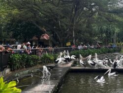 “Ragunan Malam: Jadwal & Tiket Terbaru untuk Ekspedisi Malam yang Menyenangkan”