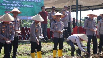 [20,5 Hektare Lahan di Rohul Ditanami Jagung, Apakah ini Solusi Ketahanan Pangan?]